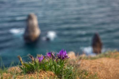 Ирисы Фиолента