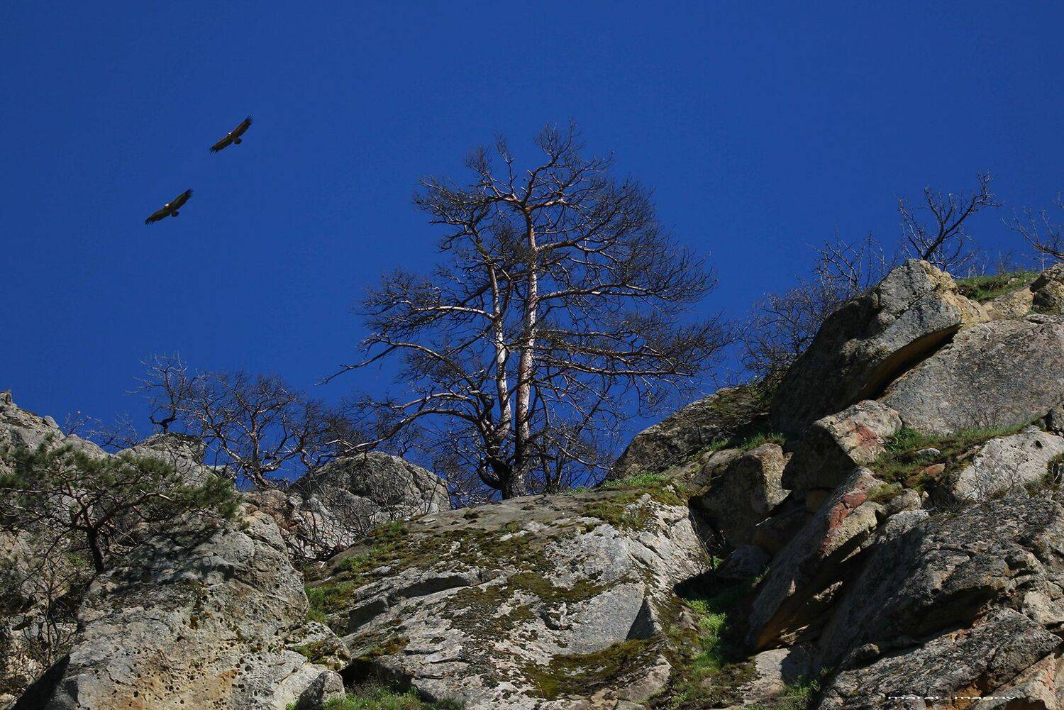 горы,грифы,пейзаж,природа,дагестан,marat_magov,, Magov Marat