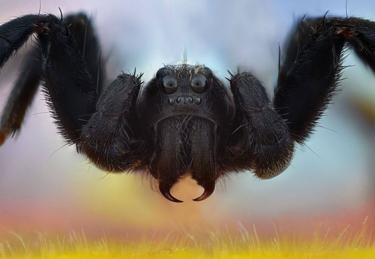 ceclii, macro, Tsvetan Ganev