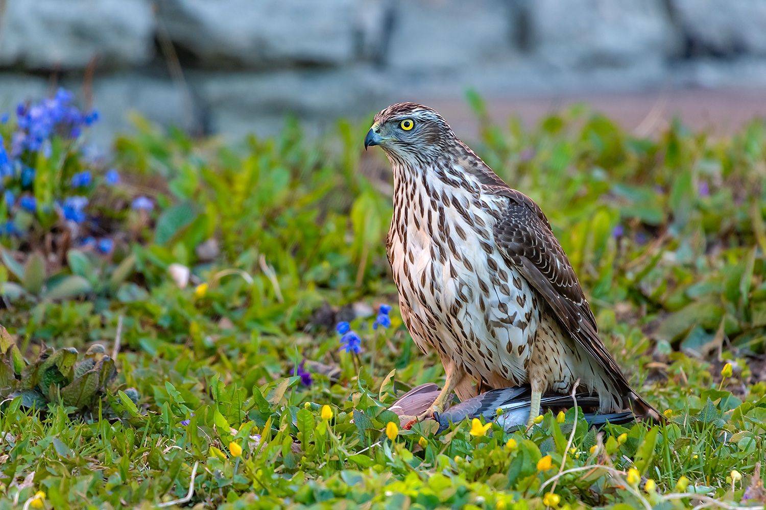 , Александр Абросимов