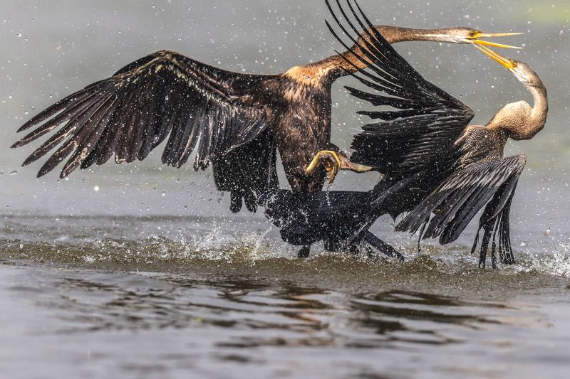 Food struggle  фото превью
