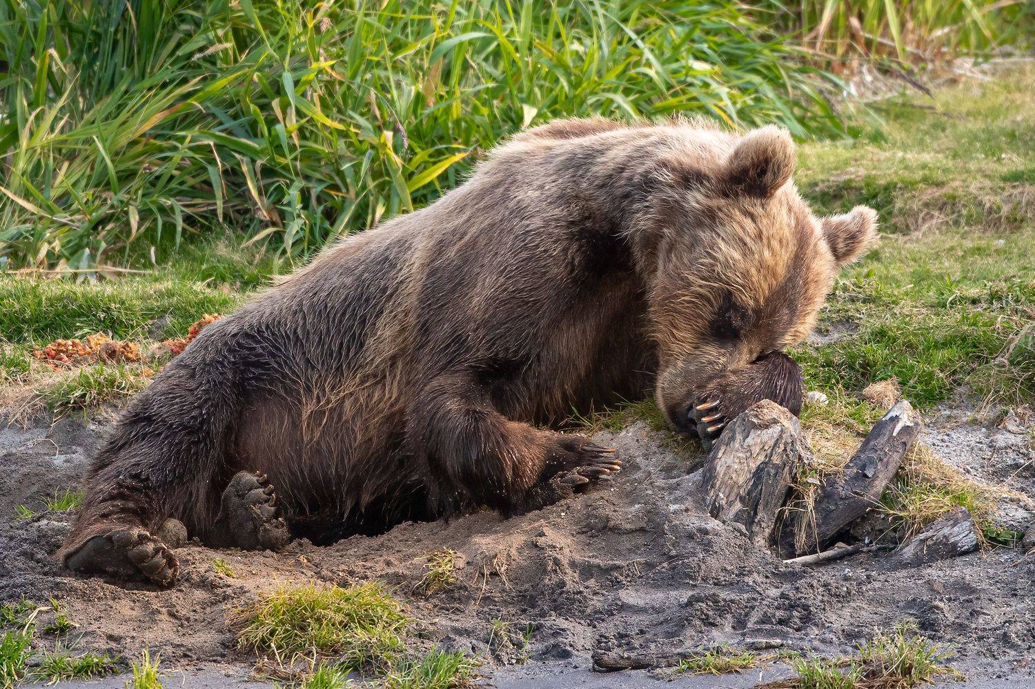 , Логунов Максим