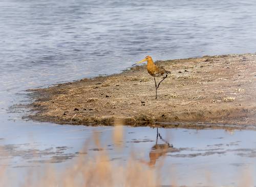 веретенник