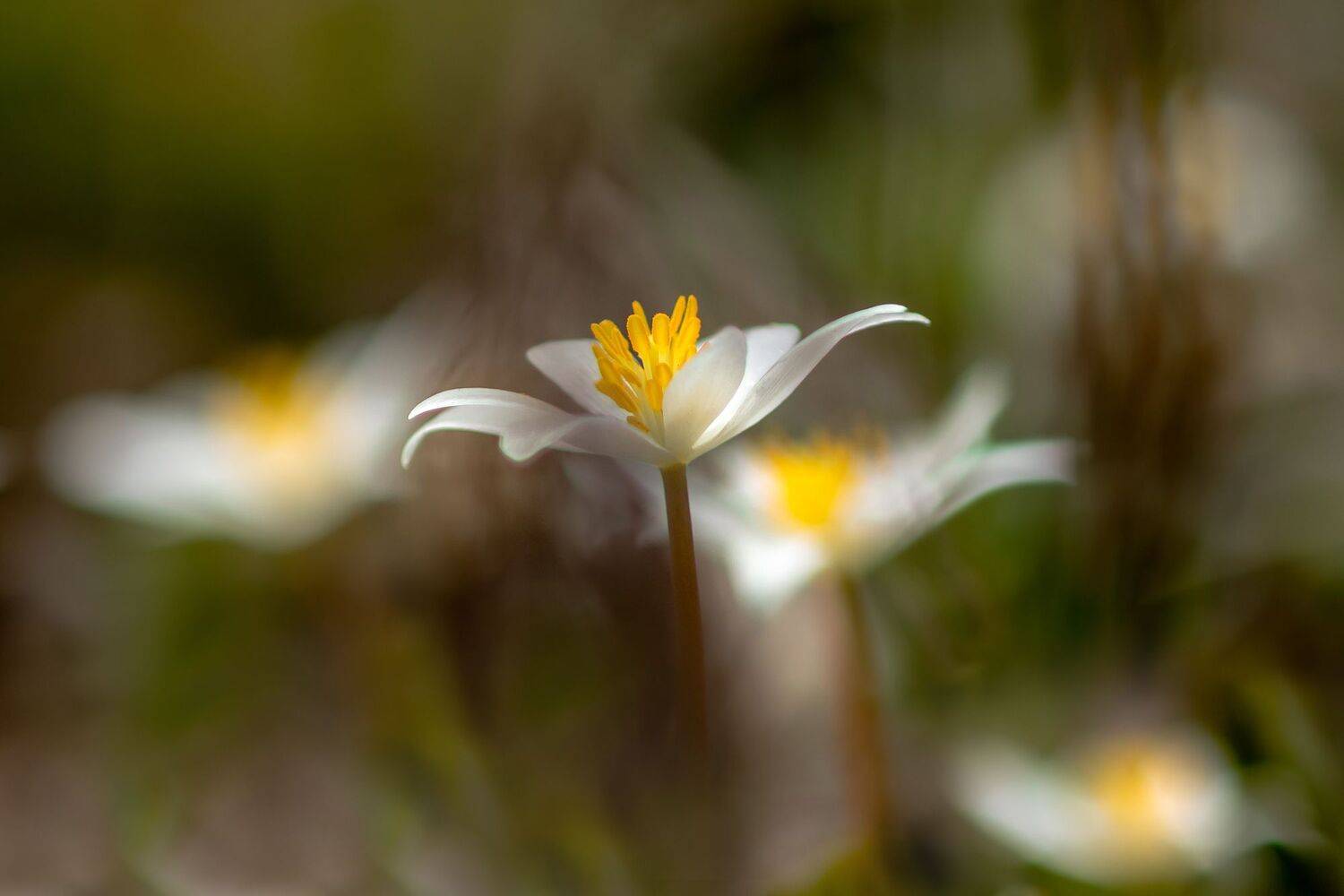 макро,цветы,весна,природа,флора,, Антонина Яновска