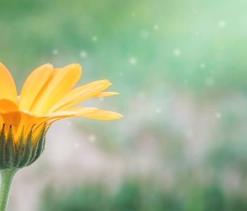 Цветок в солнечных лучах. 