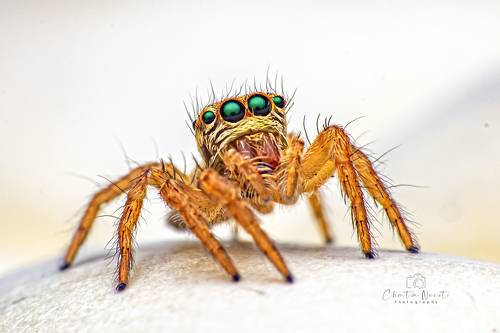 Jumping spider