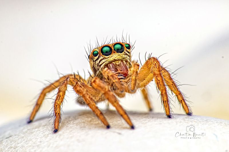 jumping, spider, eyes, macro, light, focus, small, animal, nature, natural, stock, beauty, beautiful, outdoor, garden Jumping spider фото превью