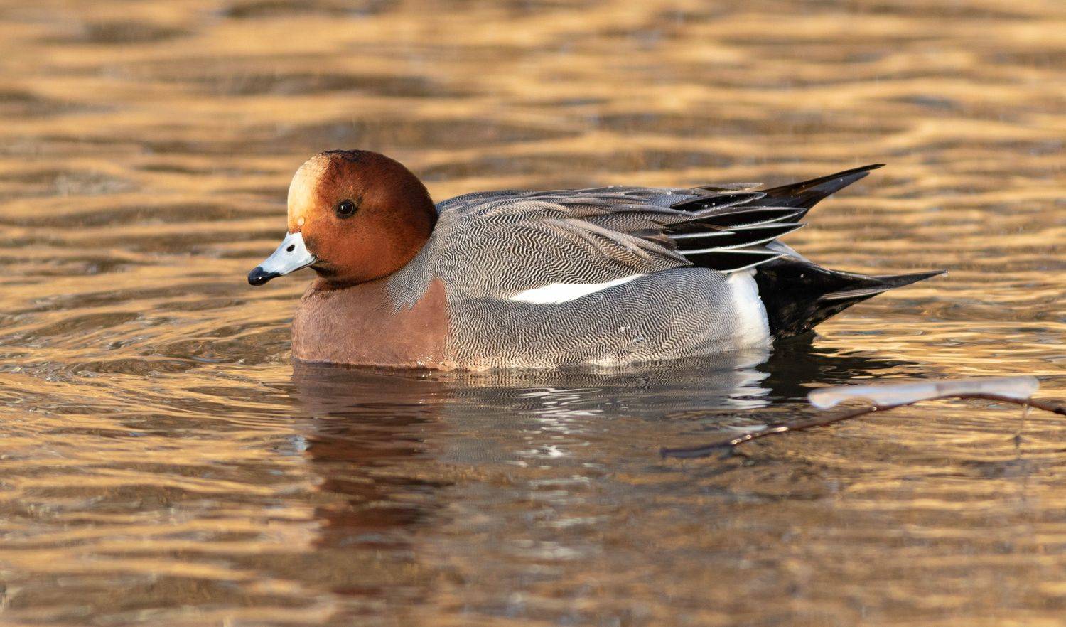 утка, фотоохота, водоплавающие, свиязь, животные, duck,, Павел Краснослободцев