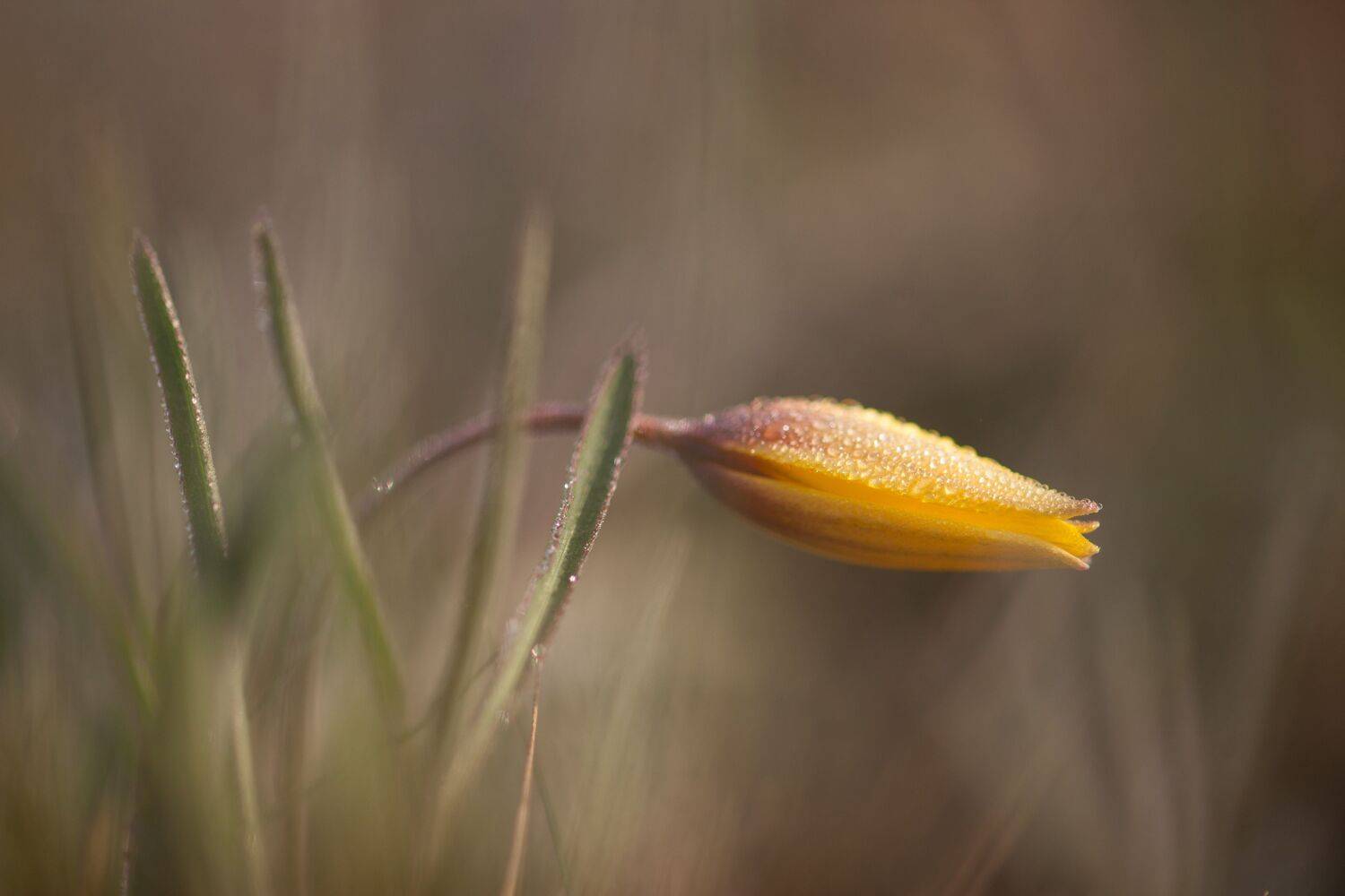 , Викулов Николай