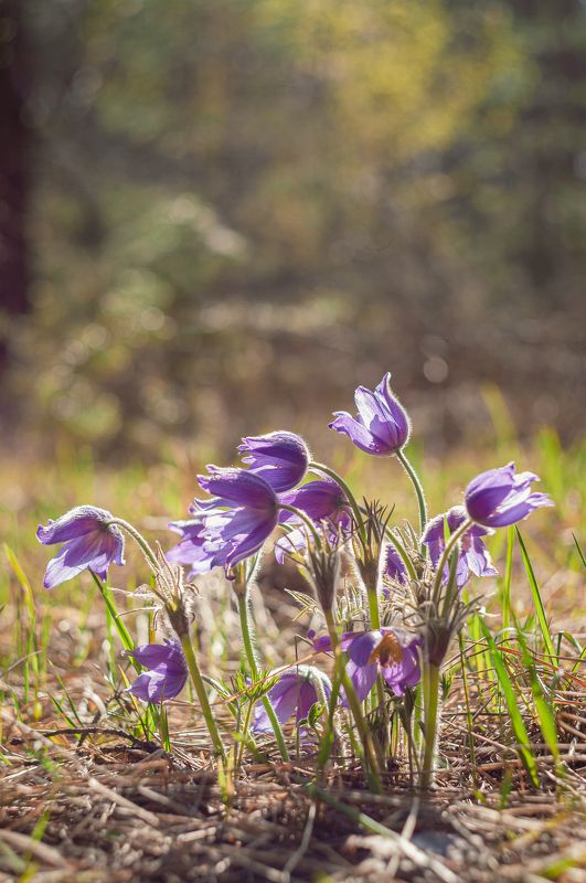 Прострел фото превью