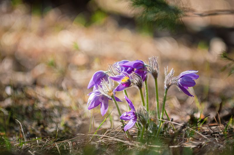 Прострел фото превью