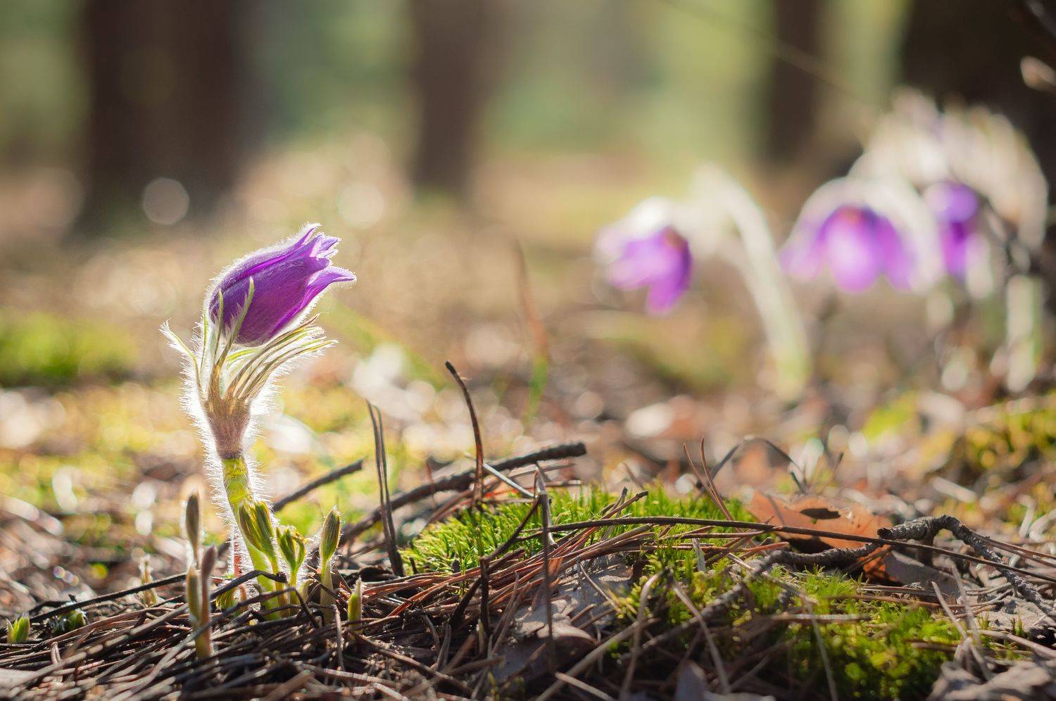 , Динара Зуйкова