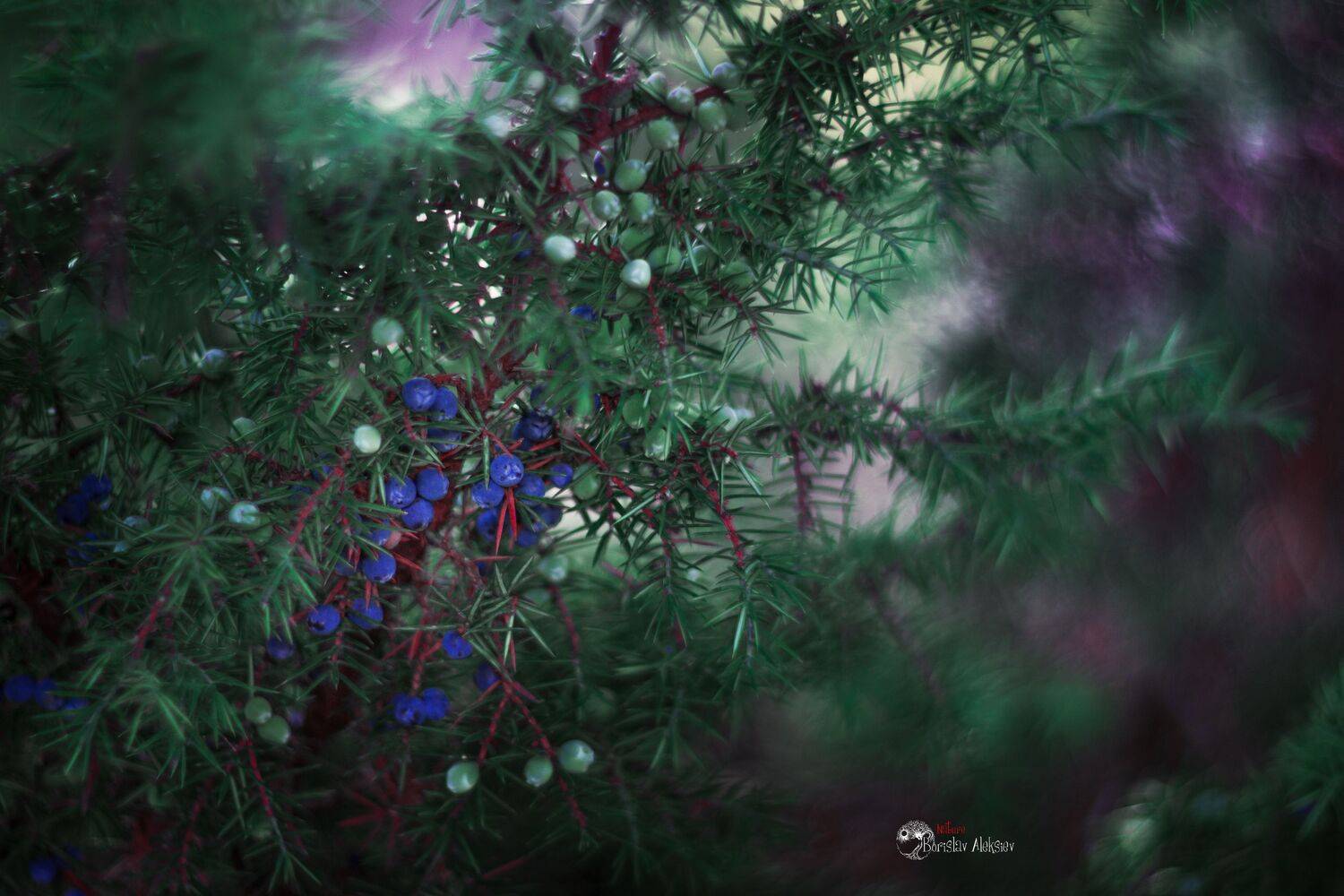 green,wild,nature,light,bokeh,zenit,helios,, Борислав Алексиев