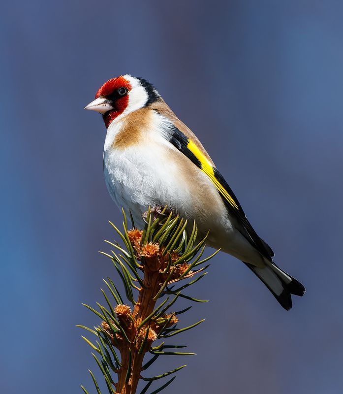 птицы, щегол, природа Черноголовый щегол фото превью