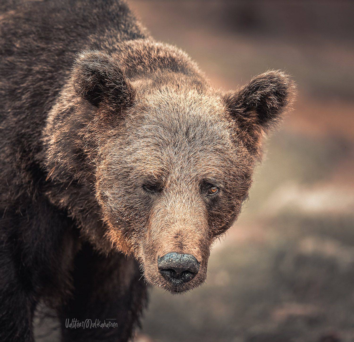 , Mulkahainen Valtteri