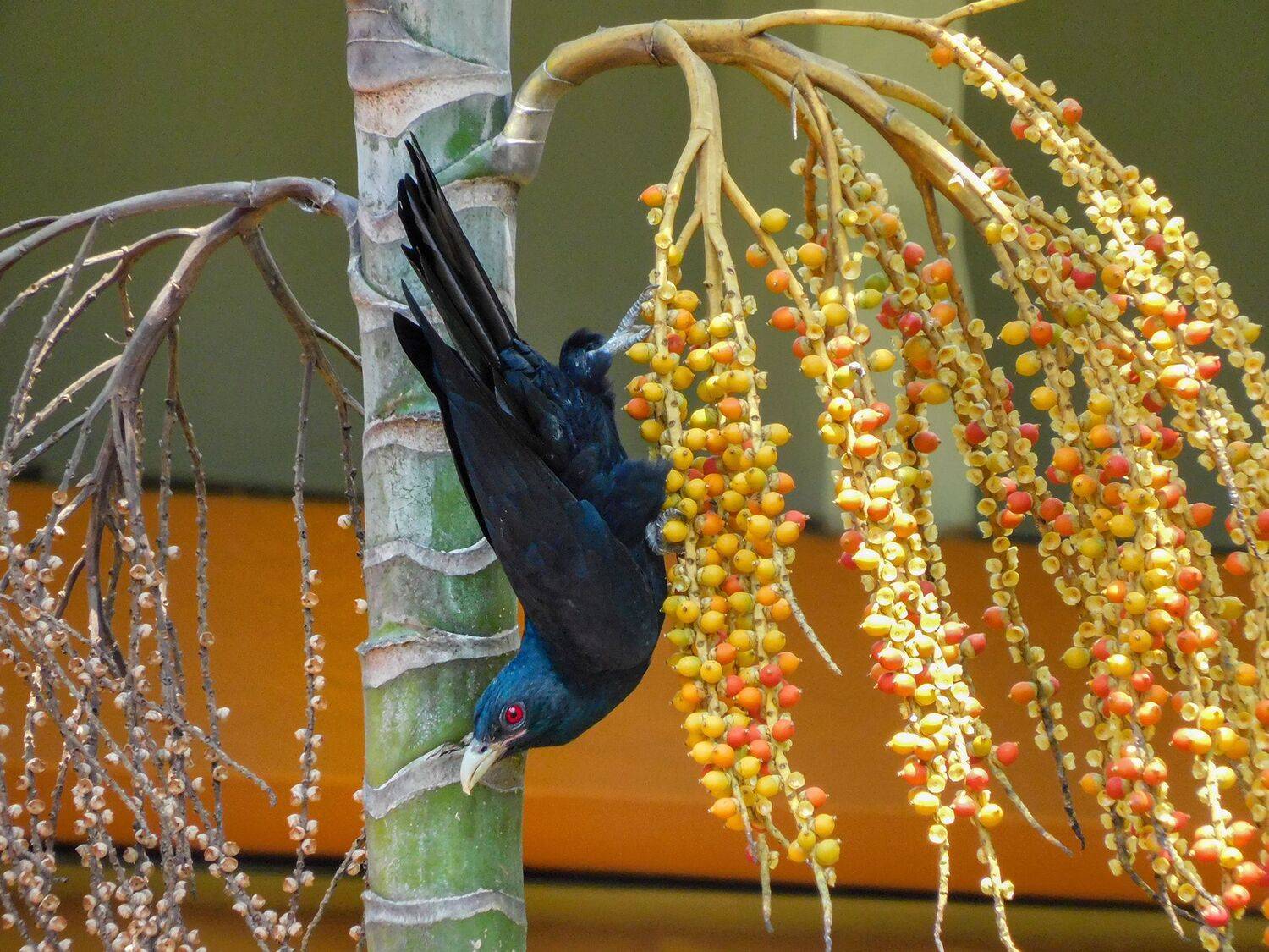 Коэль, птица, экзотика, шри-ланка, Лесина Елена