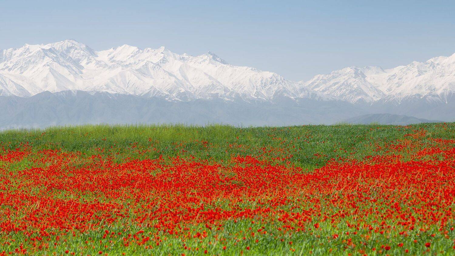 кыргызстан, маки, Элина Магалимова