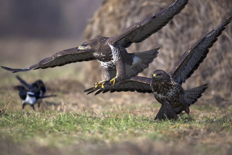 Buteo buteo фото превью