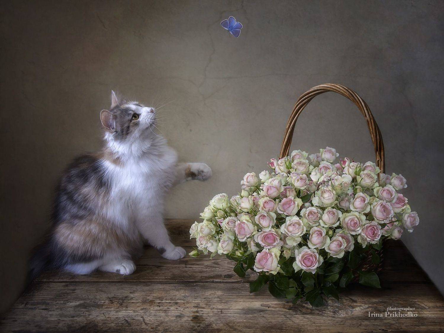 натюрморт, котонатюрморт, кошки, домашние питомцы, цветы, букеты, розы, Приходько Ирина
