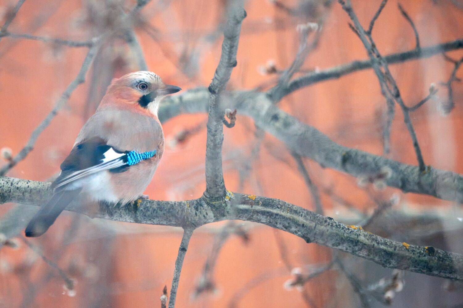 , Александр Шандов