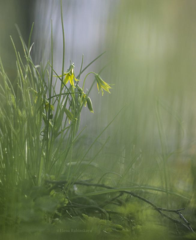 гусиный лук, первоцветы, цветы Гусиный лук фото превью
