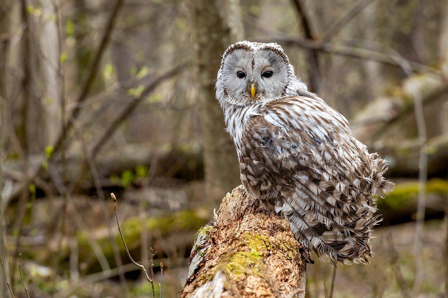 , Александр Абросимов
