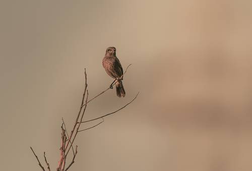 Song Bird