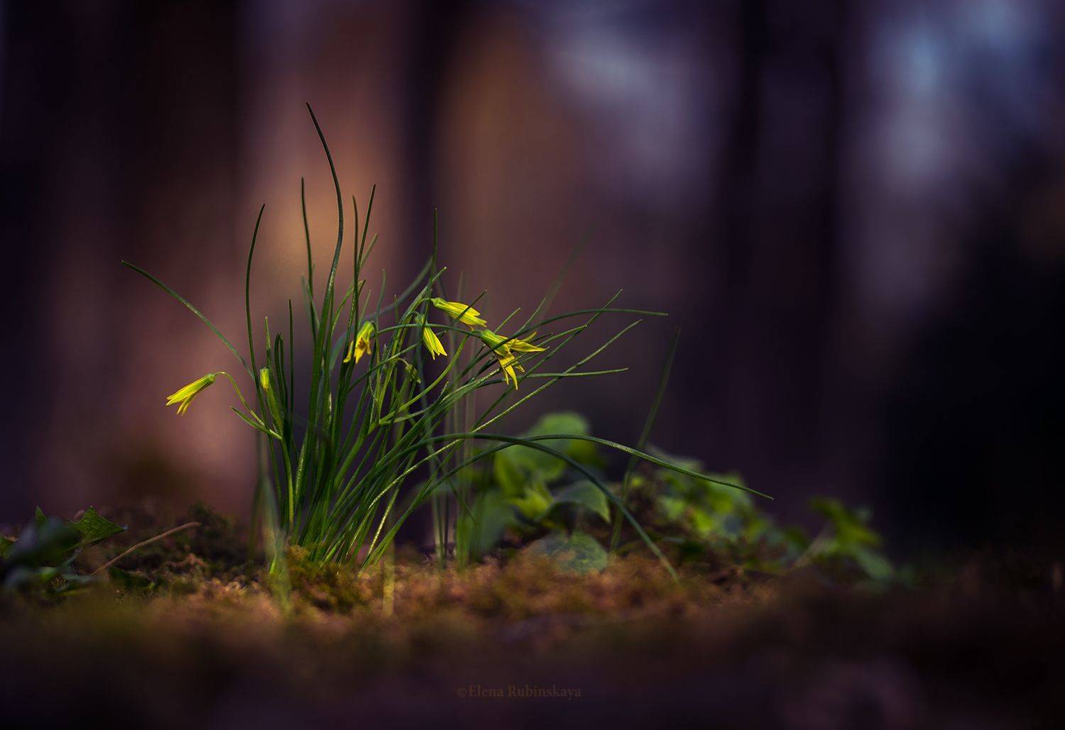 гусиный лук, первоцветы, цветы, Елена Рубинская