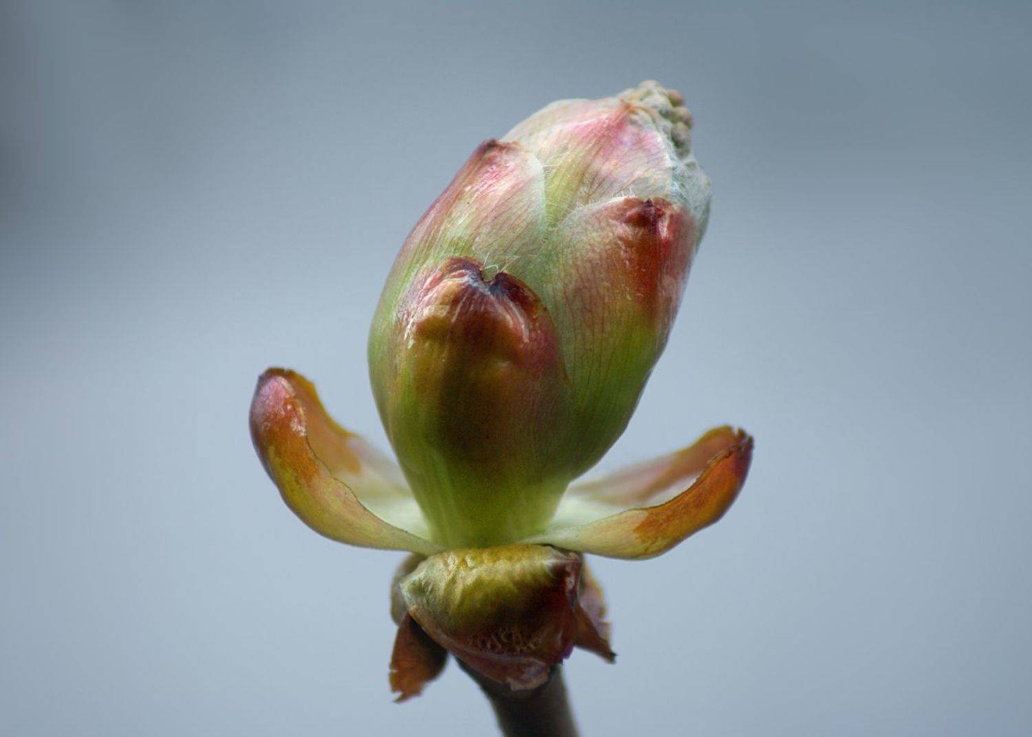 весна, деревья, Vera Trandina