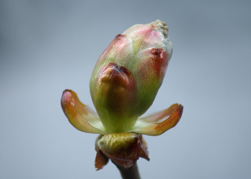 весна, деревья Весна! фото превью