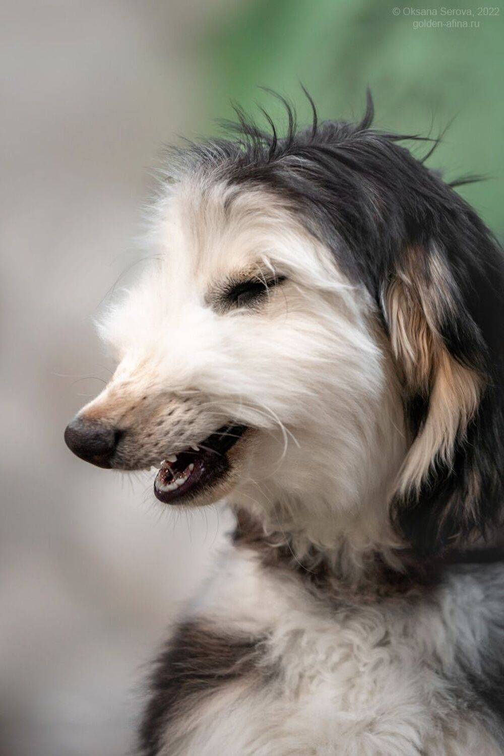 , Оксана Серова