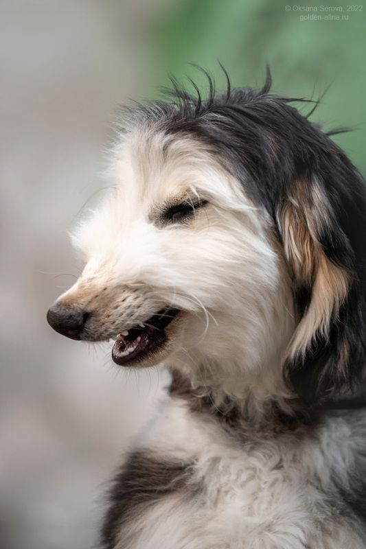 Ржака-собака фото превью