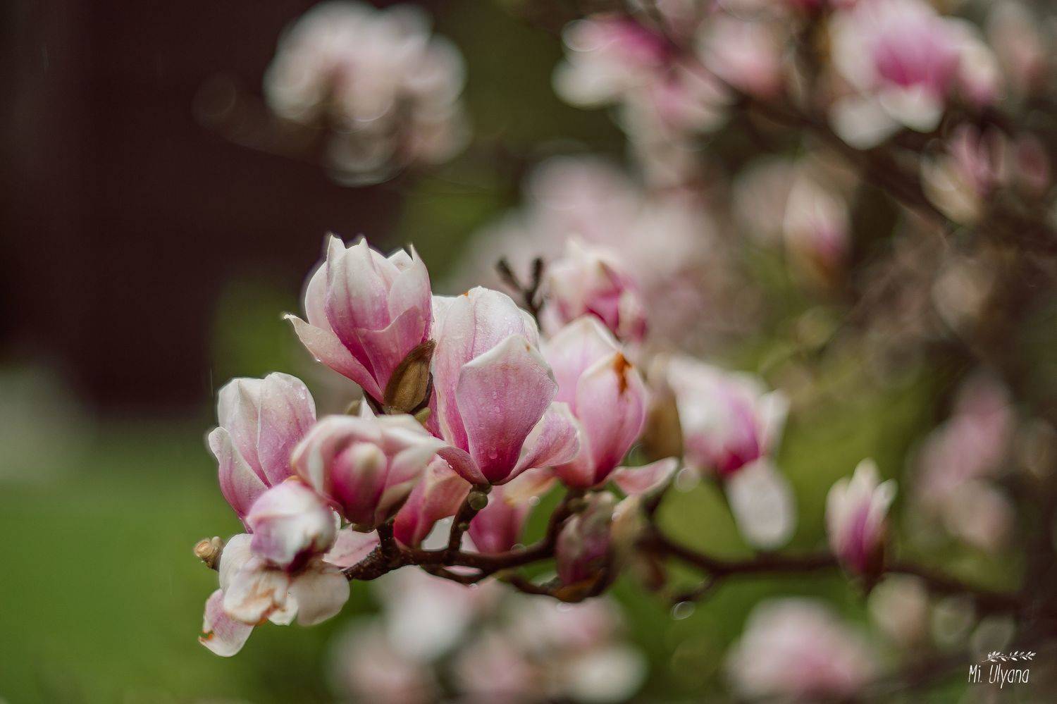 , Ульяна Буканова (Мизинова)