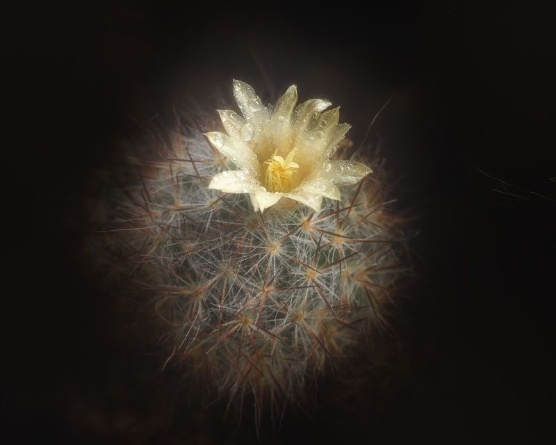 Цветок кактуса фото превью