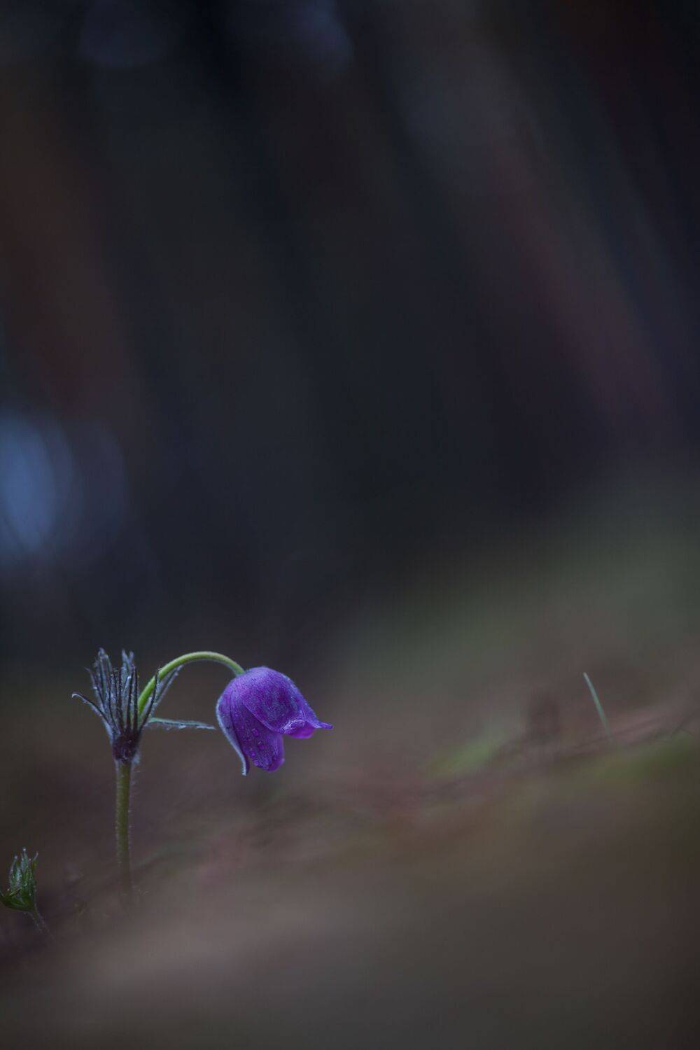 , Викулов Николай