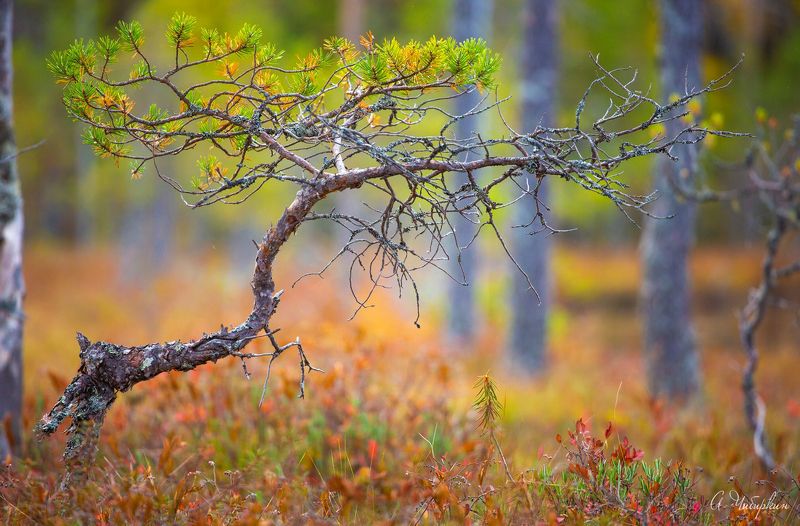 Карелия, север, Линдозеро, флора Бонсай севера фото превью