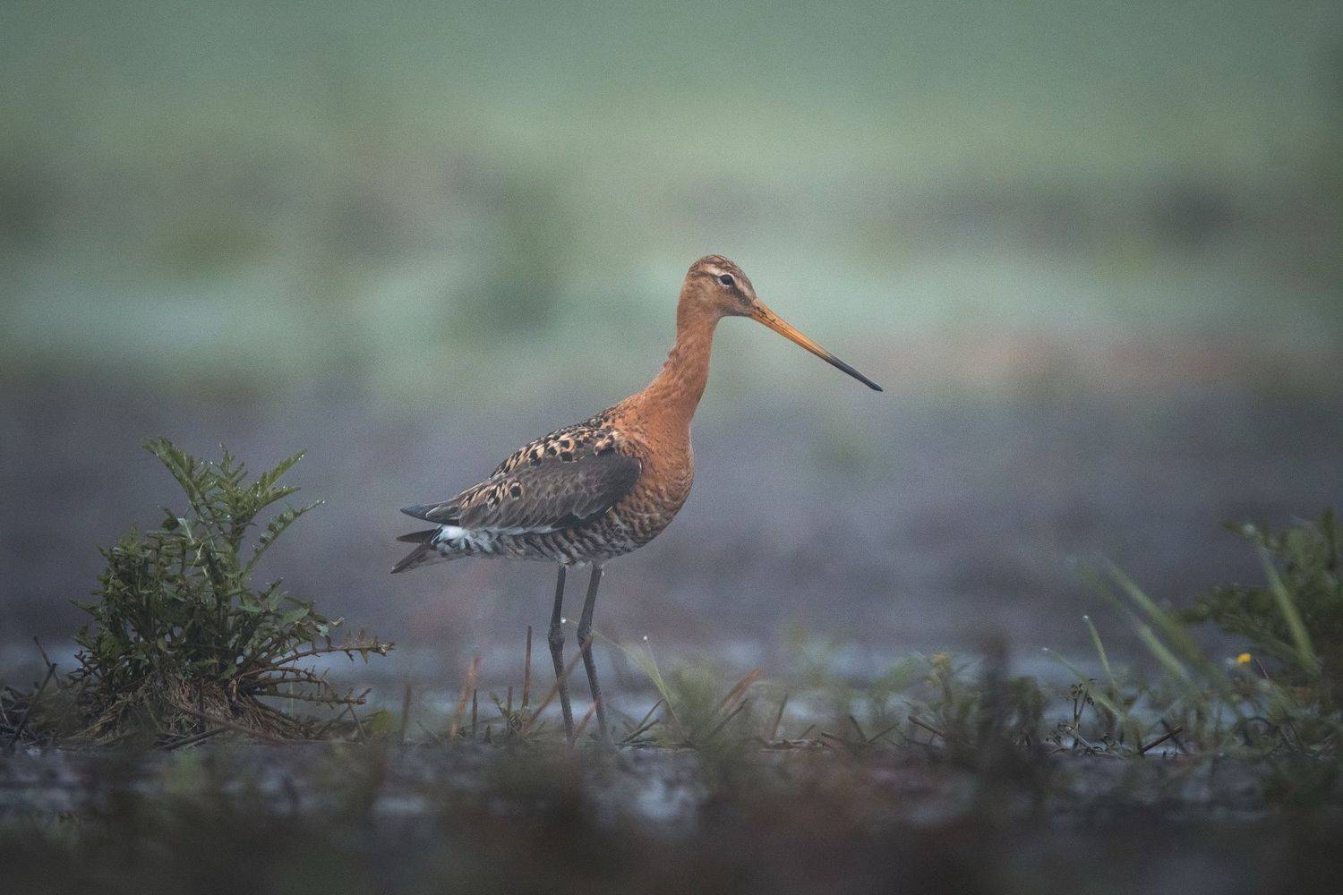 , Дмитрий Вилюнов