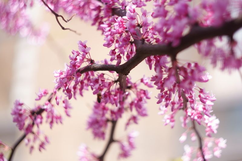 Дыхание весны... фото превью