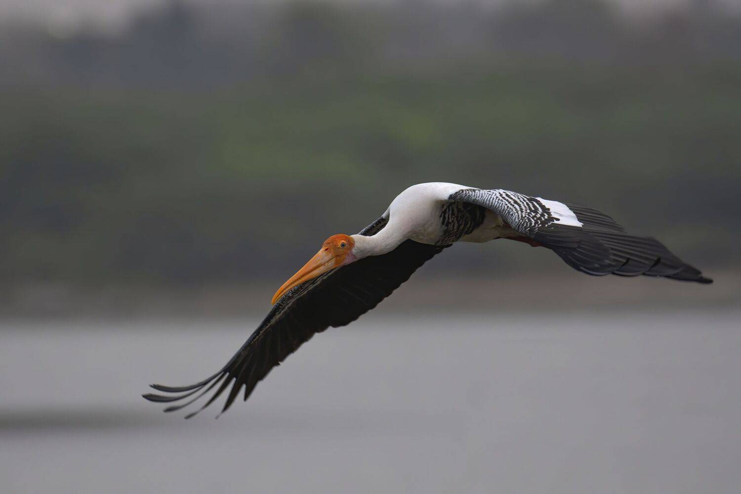 closeup, bird, birds, wild, wings, beauty, nature, swan, feather, spread, little sparrow,animal,animals,nikon,tailorbird,portrait,eyes, G N RAJA