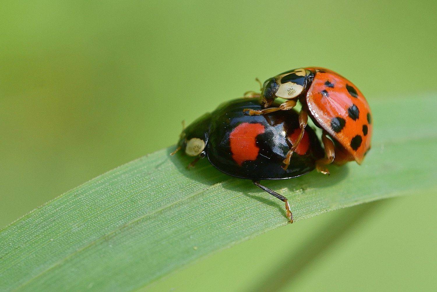 насекомые, божья коровка, Корнейчук Игорь