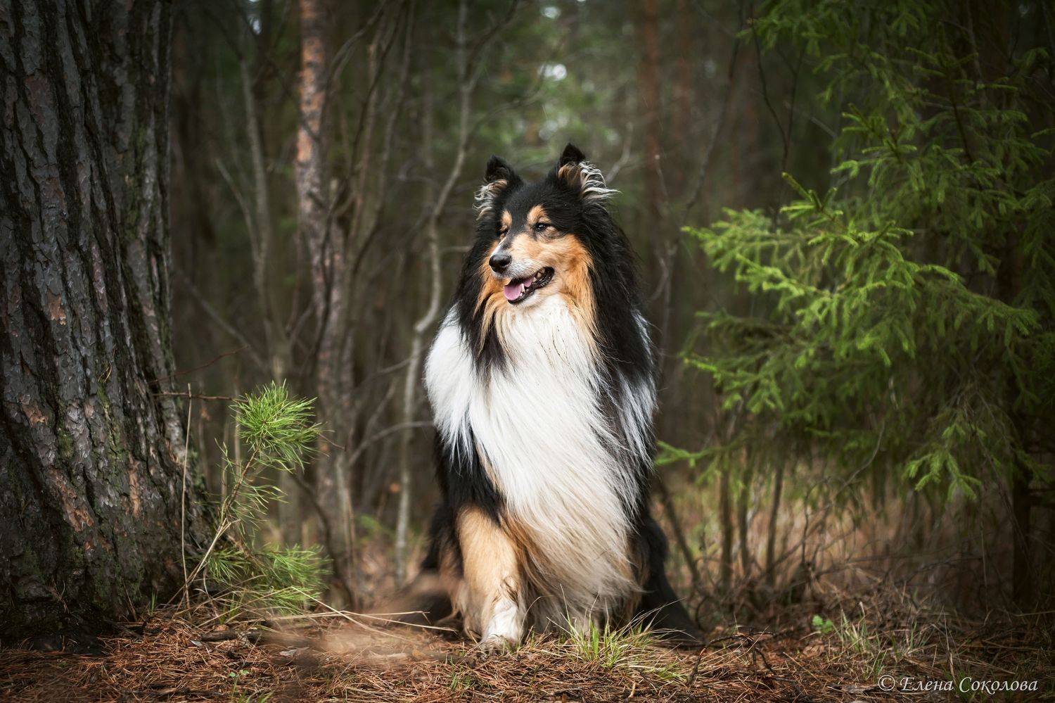 колли, собака, лес, природа, Соколова Елена