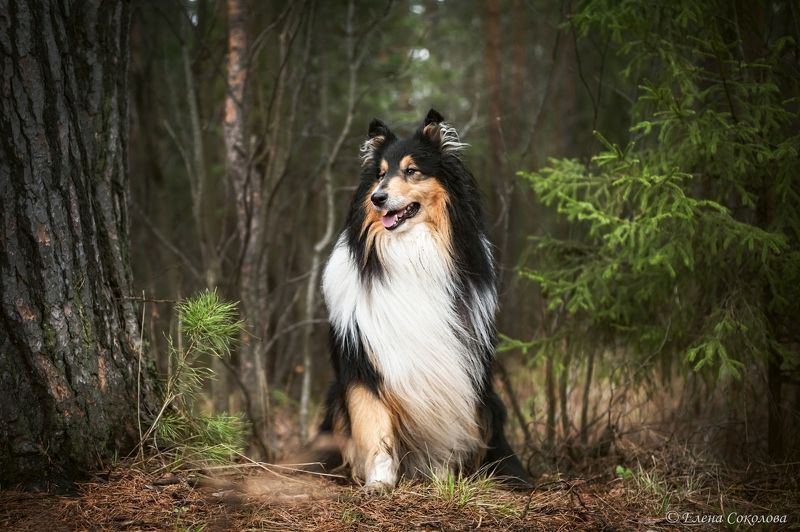 колли, собака, лес, природа Чарли фото превью