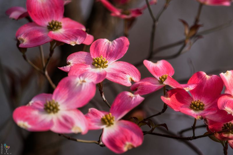 April фото превью