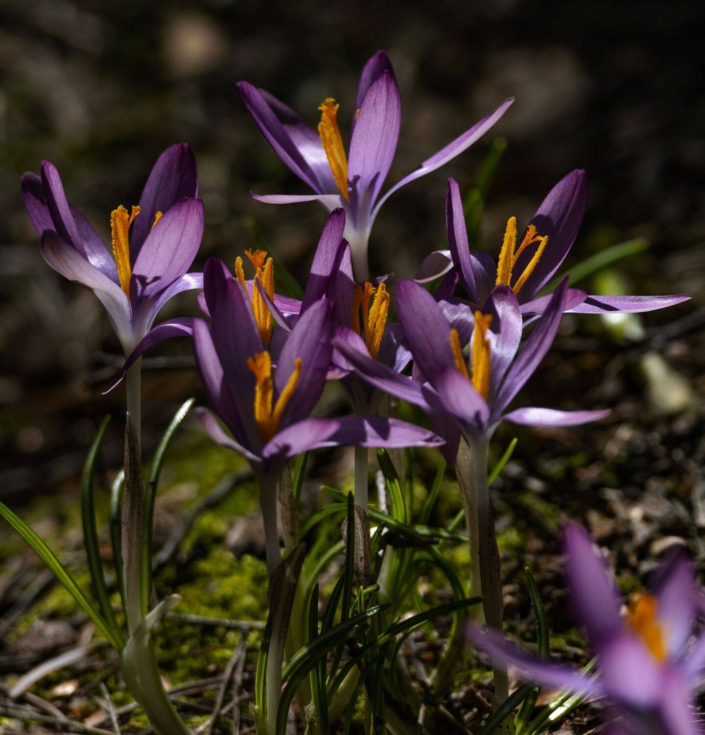 , Курлянцев Алексей