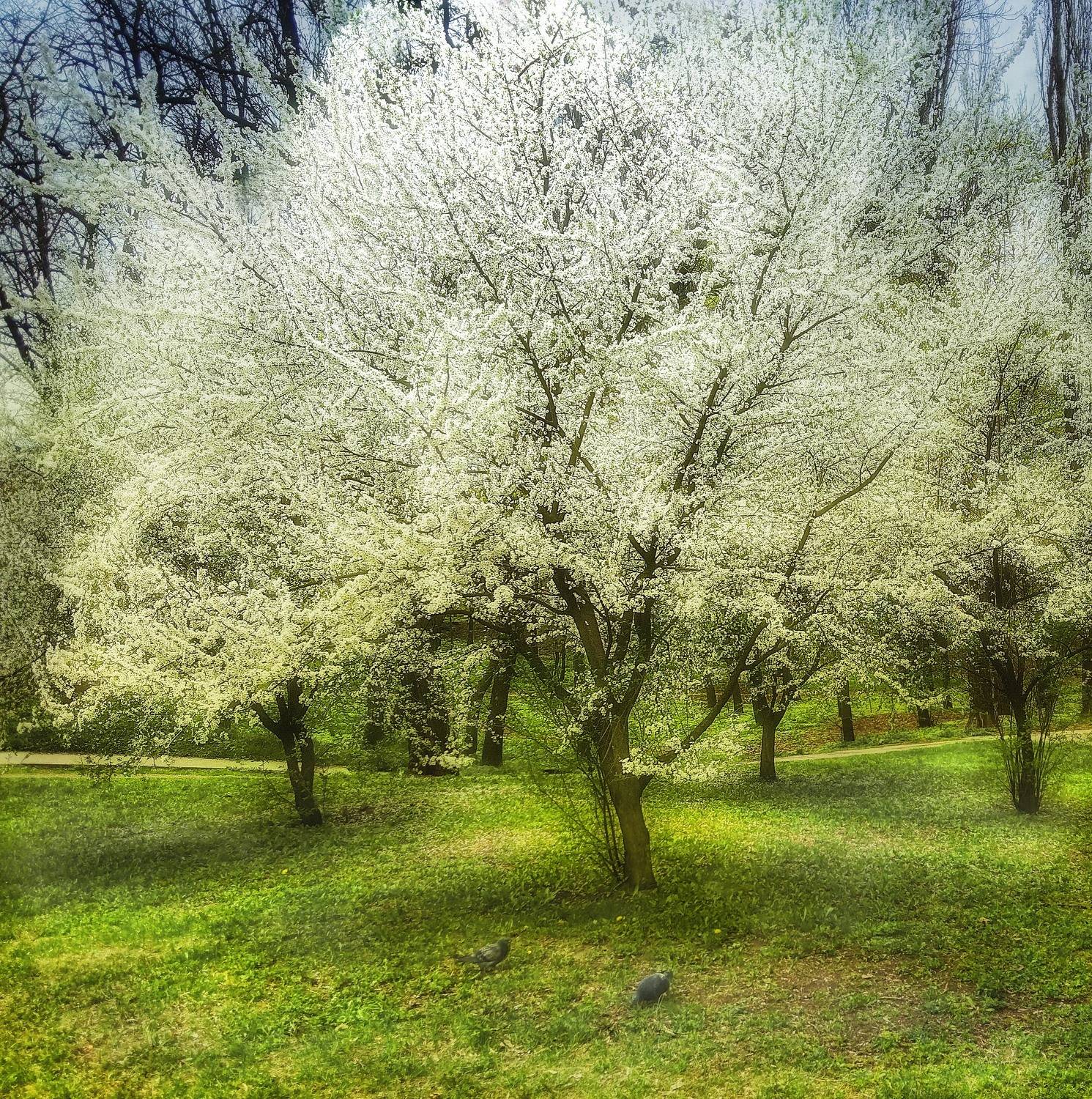 ,  Александр