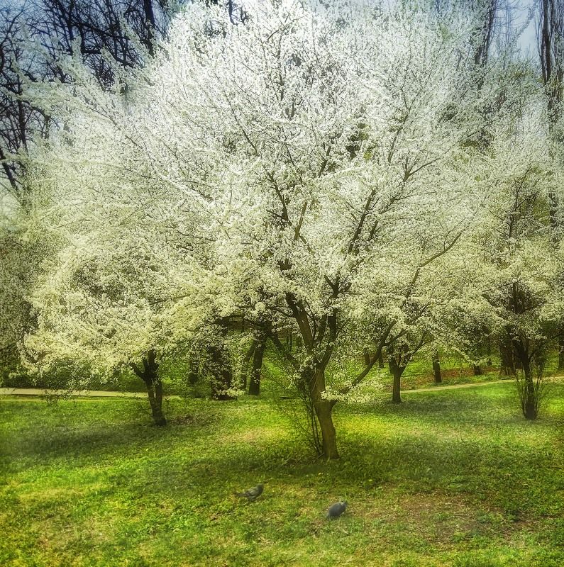 *** фото превью