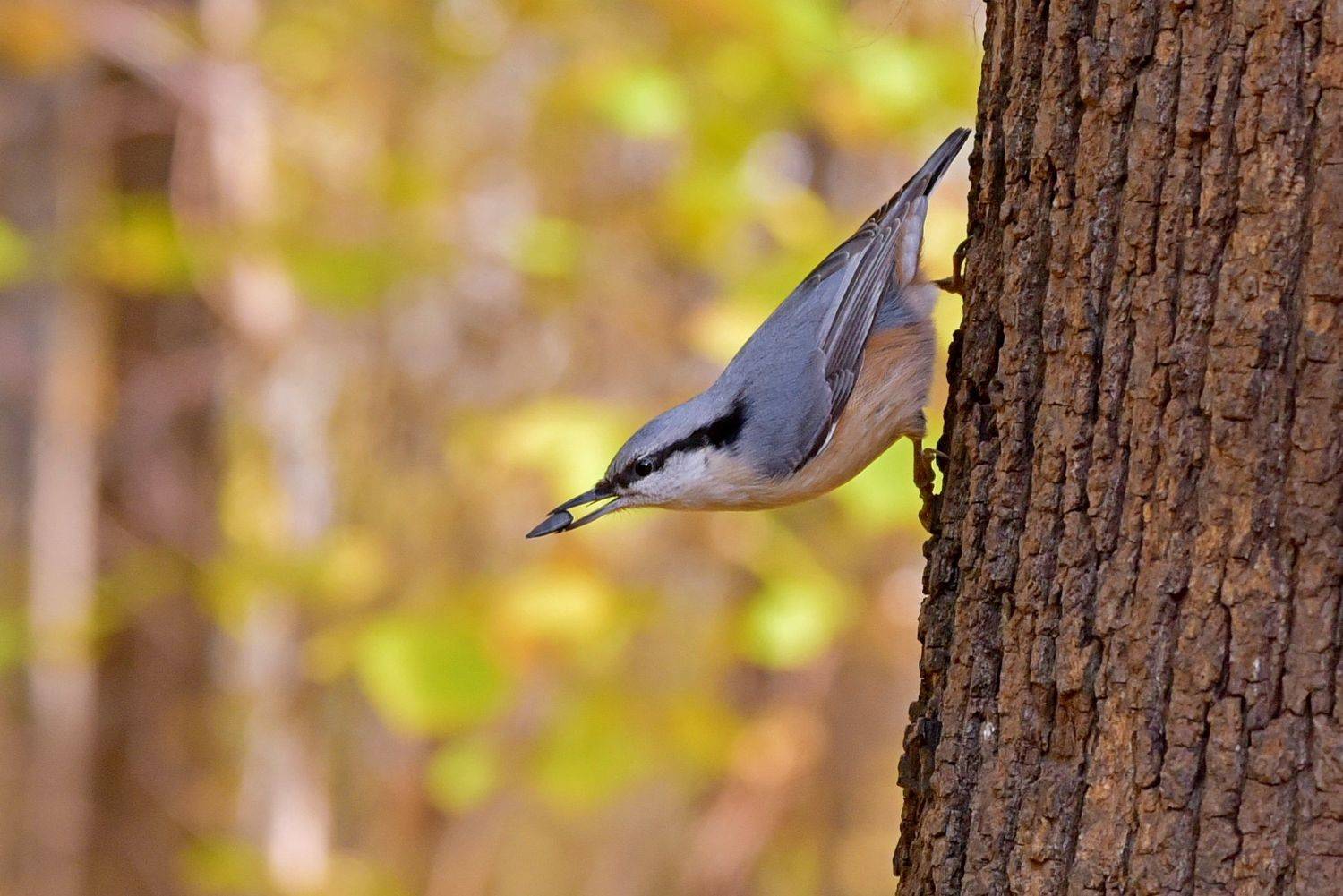 , Корнейчук Игорь