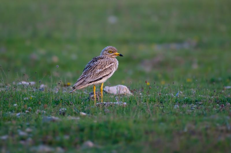 Burhinus oedicnemus фото превью