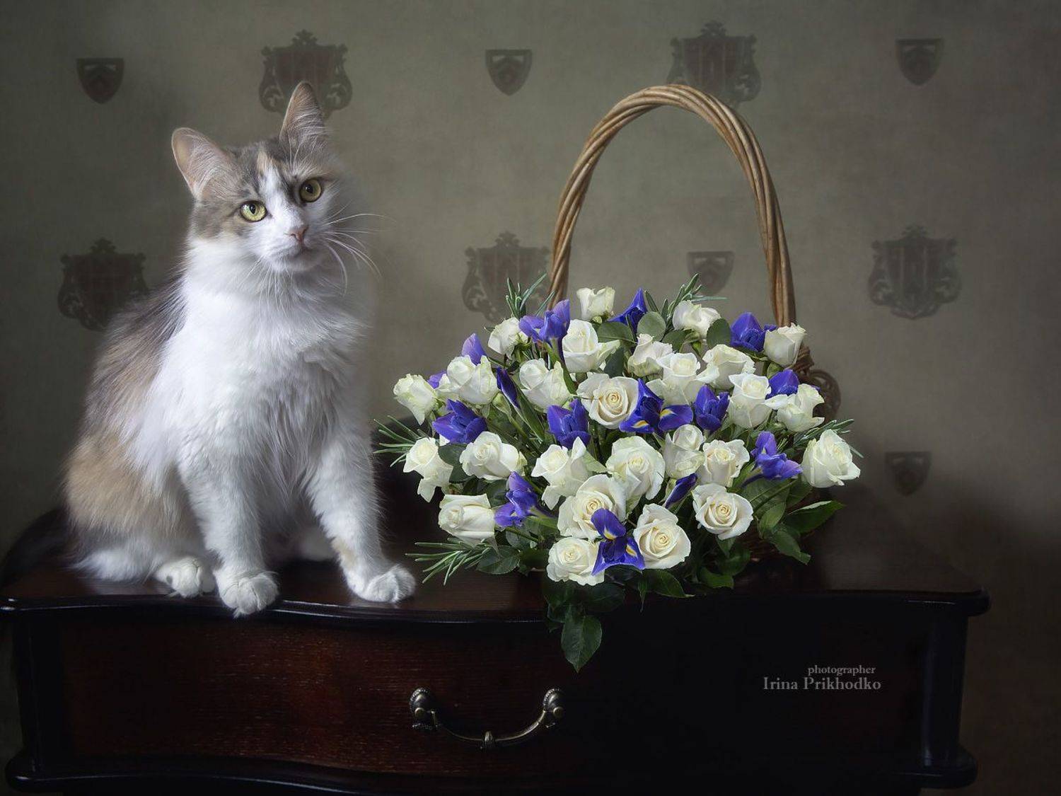 натюрморт, котонатюрморт, кошки, домашние питомцы, пушистики, цветы, букеты, Приходько Ирина