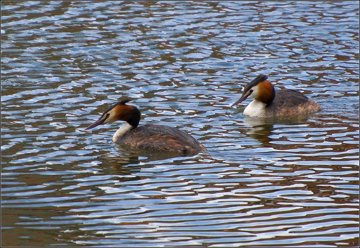 москва, парк, птицы, АНАТОЛИЙ ДОВЫДЕНКО